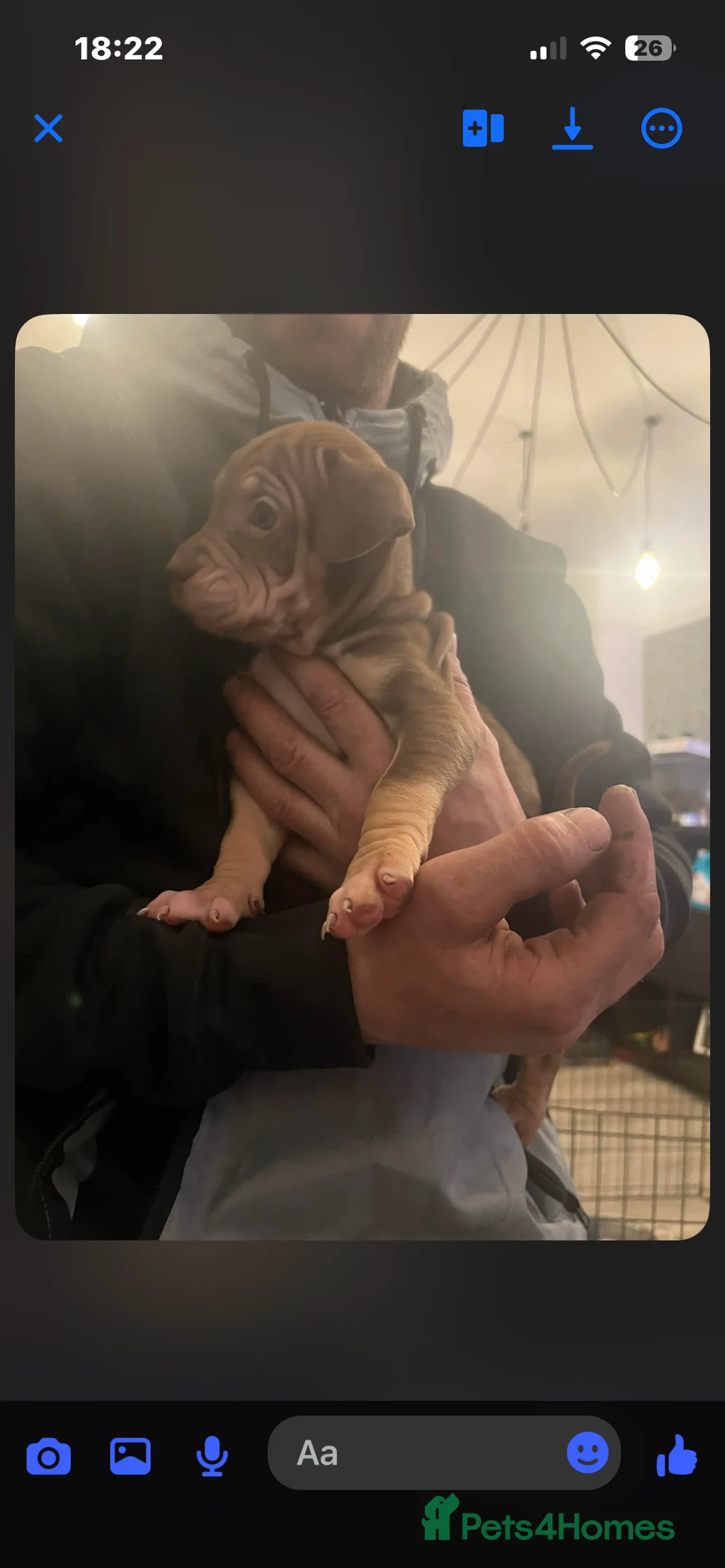 Mixed Breed dogs for sale: Shar pei x pocket bully - Advert 31