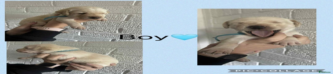 Labrador Retriever Puppy 3