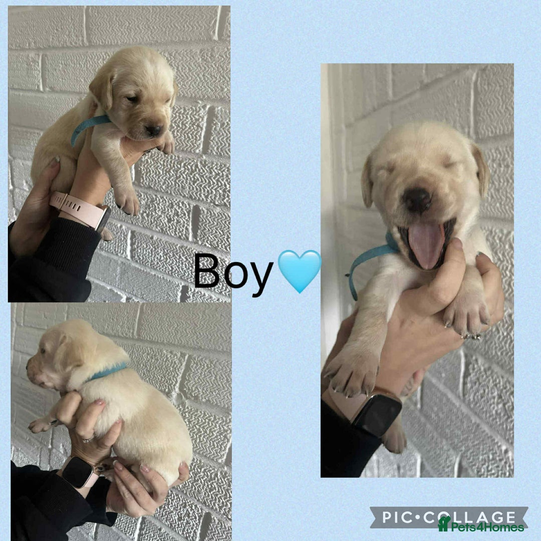 Labrador Retriever dogs for sale: Perfect Labrador Puppies - Image 17