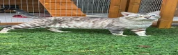 Bengal cats for sale: Rare Snow bengal x fold in Boston - Advert 2