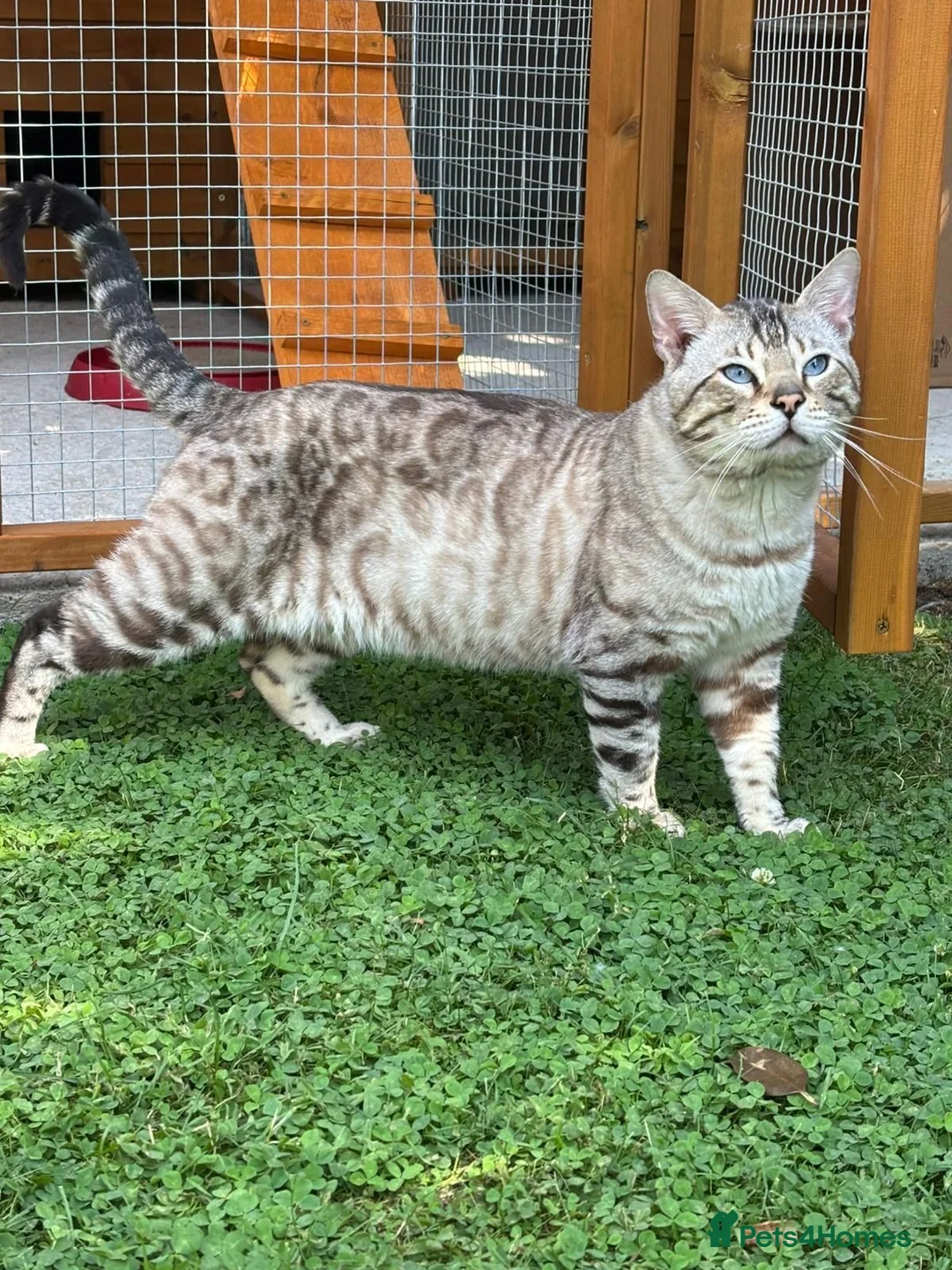 Bengal cats for sale: Rare Snow bengal x fold in Boston - Advert 2