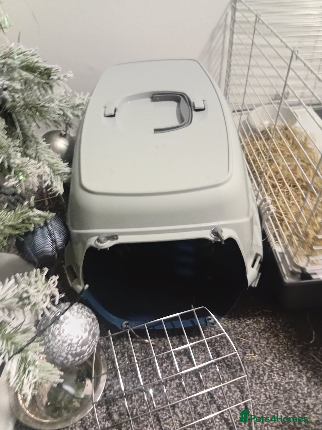 Guinea Pig rodents for sale: 2 guinea pigs and full set up to a loving home - Advert 6