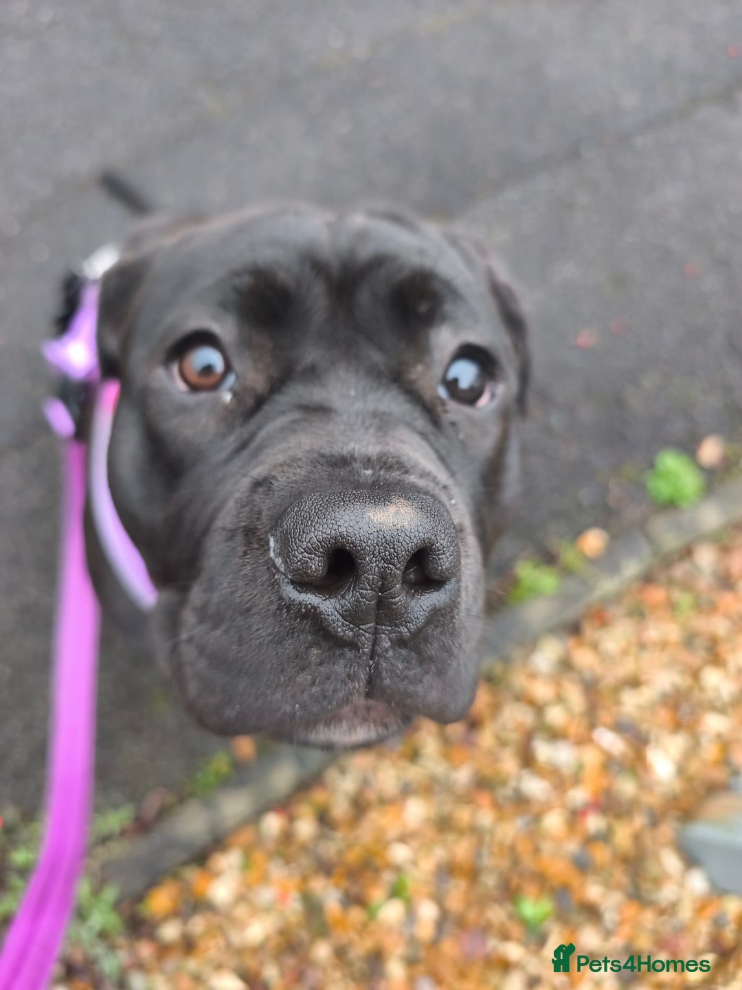 Mixed Breed dogs for sale: Big beautiful staffy cross - Advert 1