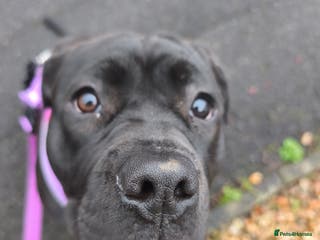 Mixed Breed dogs Big beautiful staffy cross - Advert 3