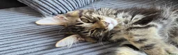 Maine Coon cats for sale: Ready to go maine coon kittens  - Advert 8