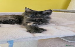 Maine Coon cats for sale: TICA Reg Maine Coon Kittens - Image 9