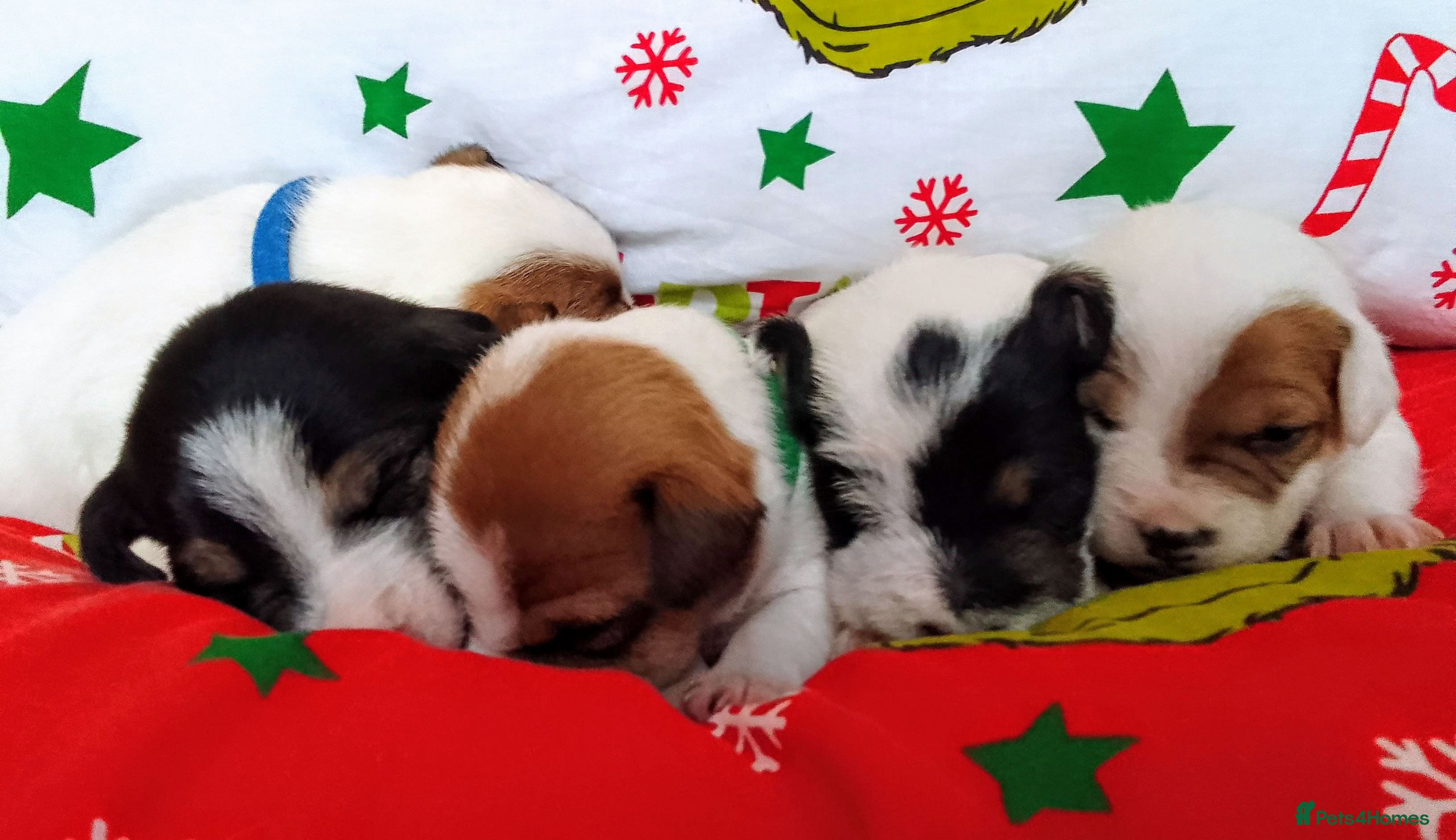 Jack Russell dogs Jack Russell 5 boy's - Advert 14