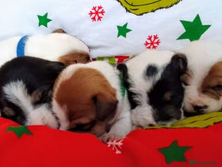 Jack Russell dogs Jack Russell 5 boy's - Advert 18