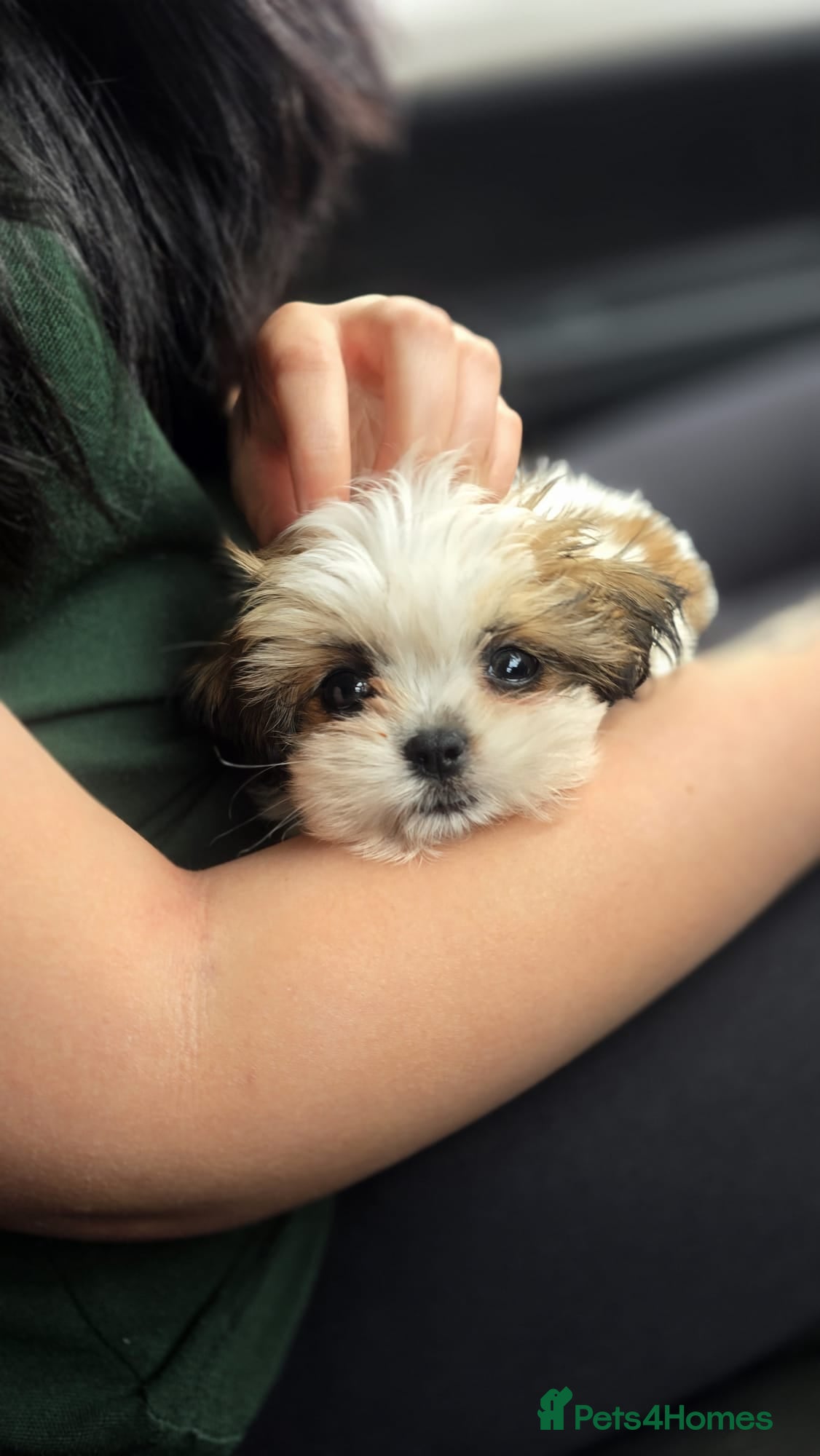 Maltipoo dogs Maltipoo 10 weeks  - Advert 4
