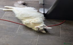 Maine Coon cats for sale: Maine Coon kittens  - Image 11