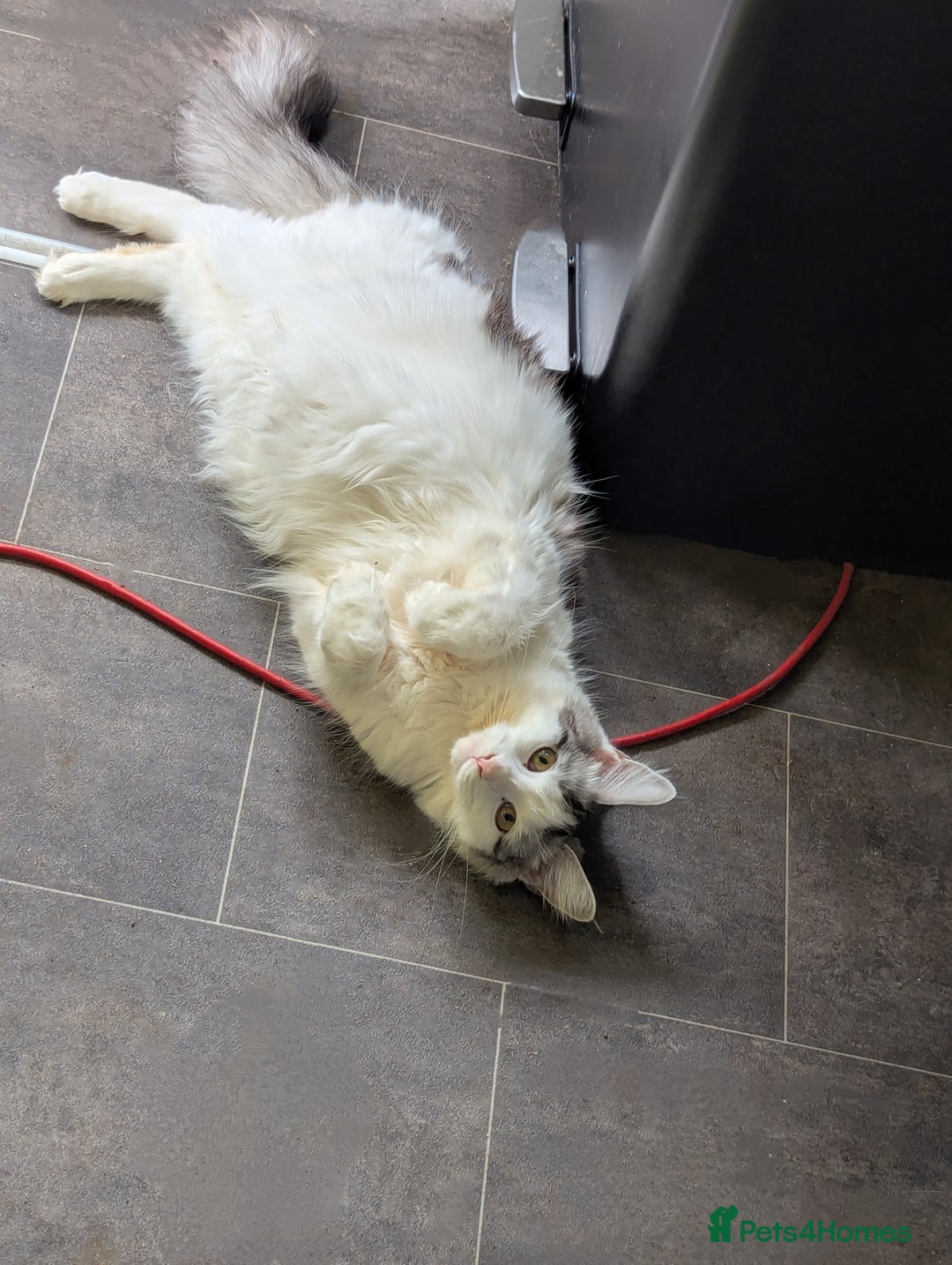 Maine Coon cats for sale: Maine Coon kittens  - Image 11