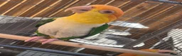 Parrots birds for sale: Caique  in Birmingham - Advert 4