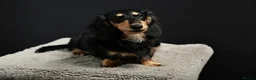 Miniature Dachshund dogs for stud: Longhaired Mini Dachshund Black&Cream Stud  - Advert 9