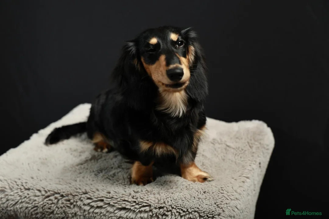 Miniature Dachshund dogs for stud: Longhaired Mini Dachshund Black&Cream Stud  - Advert 9