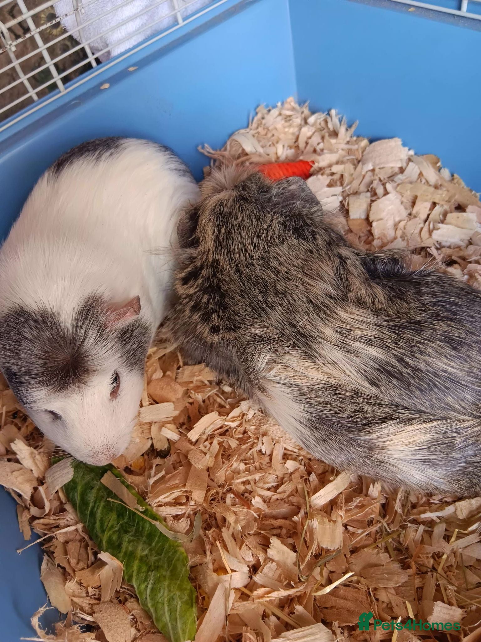 Guinea Pig rodents 2 Female Guinea Pigs – Must Stay Together - Advert 1