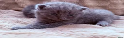 British Shorthair cats for sale: British shorthair kittens  in Trowbridge - Advert 10