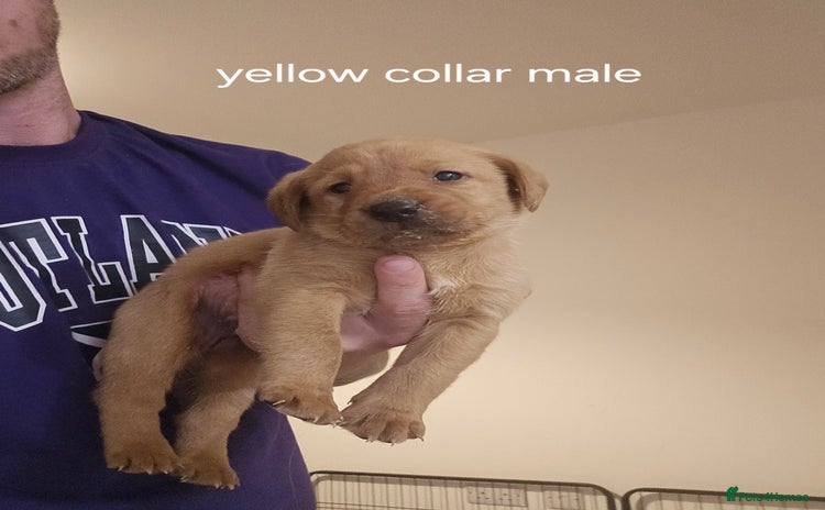 Labrador Retriever dogs - Advert 1