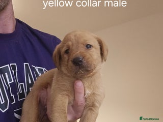 Labrador Retriever dogs - Advert 2