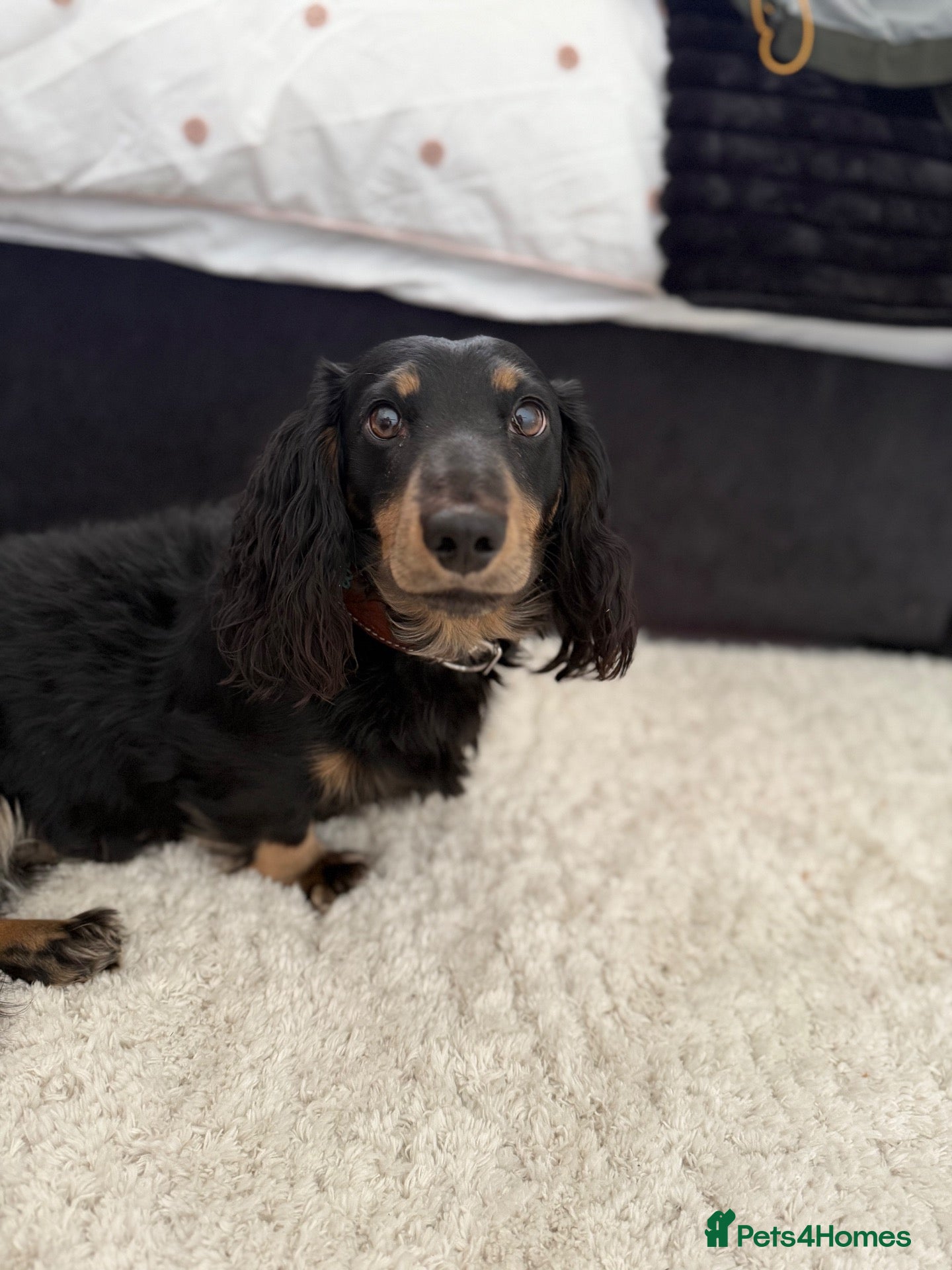 Miniature Dachshund dogs KC Registered miniature male dachshund Stud - Advert 1