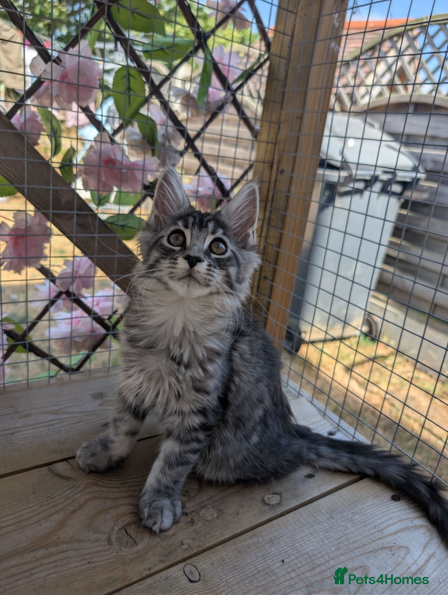 Maine Coon cats for sale: Tica registered mainecoons  - Advert 1