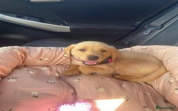 Labrador Retriever dogs for sale: Labrador Retriever  - Image 3