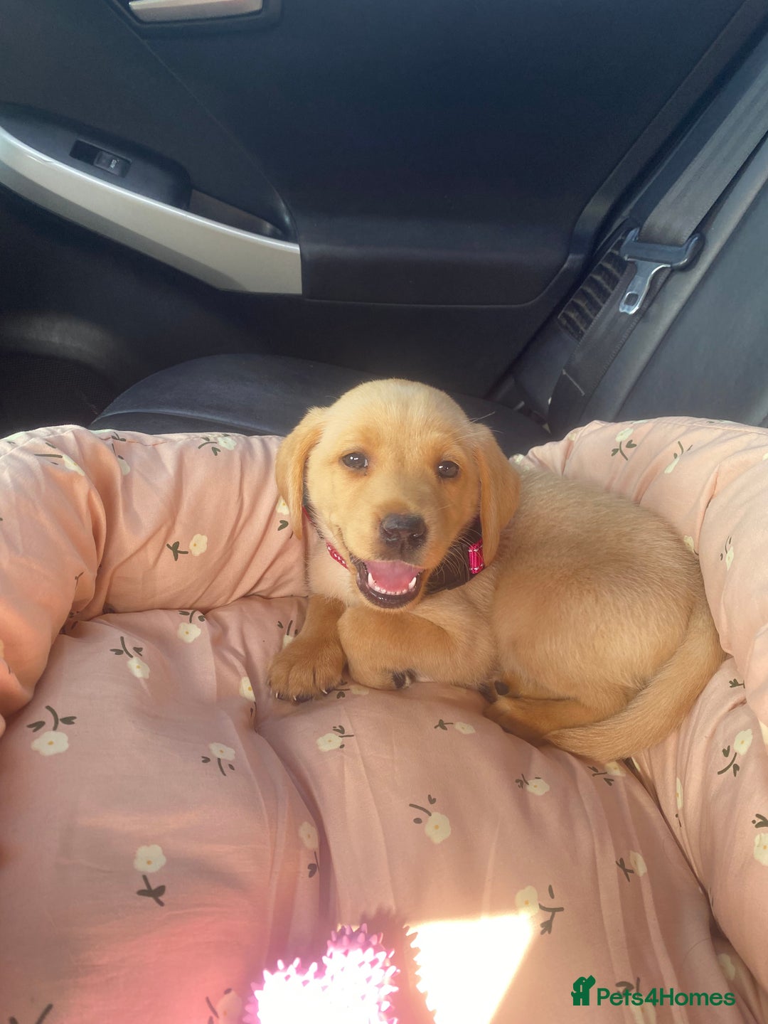 Labrador Retriever dogs for sale: Labrador Retriever  - Image 3