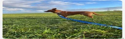 Mixed Breed dogs for adoption: Leo small with big personality  in Rotherham - Advert 7