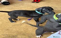 Mixed Breed dogs for sale: Saluki x lurcher/whippet puppies - Image 8