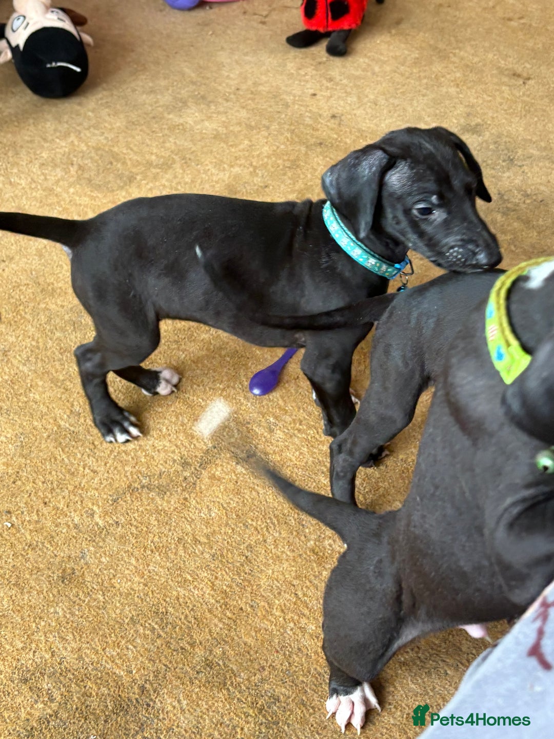 Mixed Breed dogs for sale: Saluki x lurcher/whippet puppies - Image 8