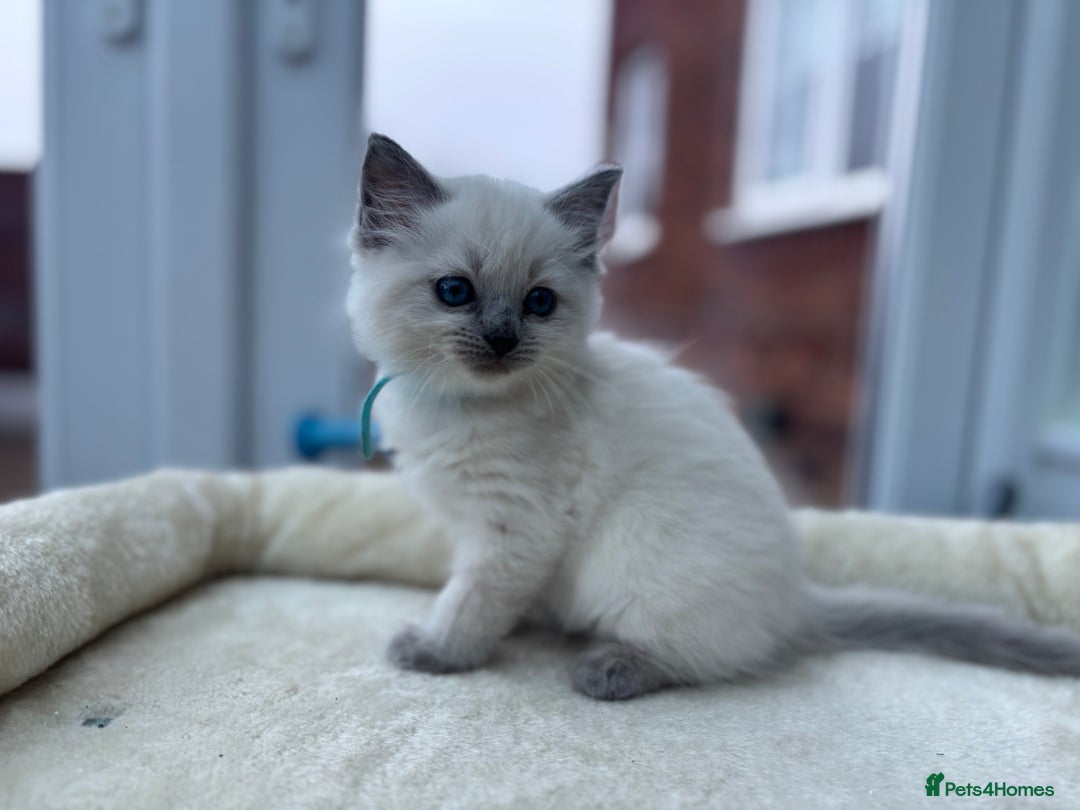 Ragdoll cats for sale: **Gorgeous Ragdolls**  - Advert 3