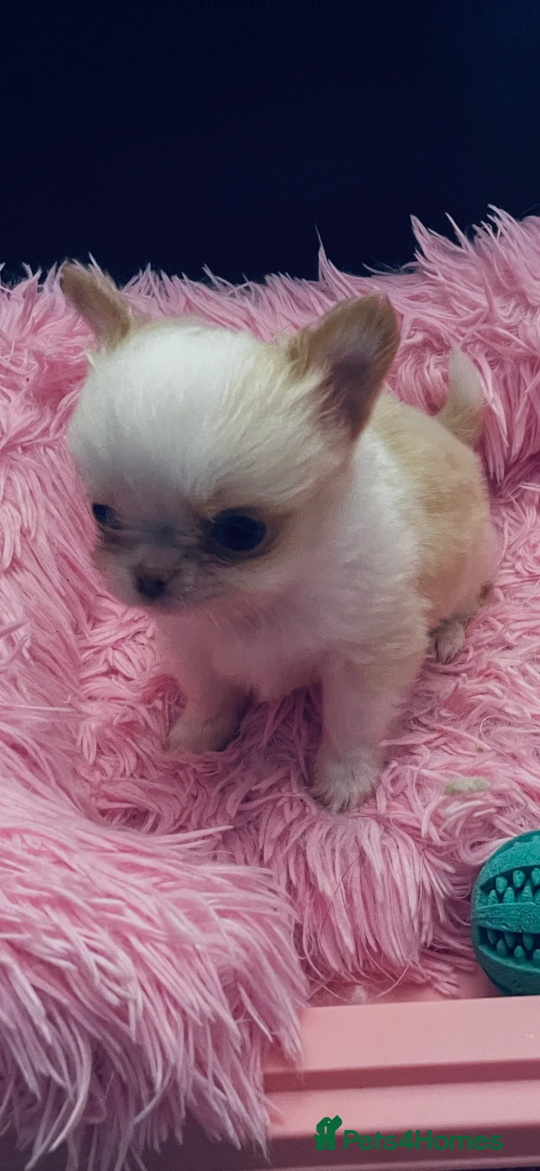 Chihuahua dogs for sale: Gorgeous  little  Longcoat Boy Kc 🌟🌟🌟🌟🌟 - Advert 8