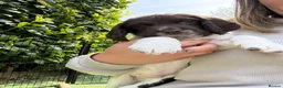 English Springer Spaniel dogs for sale: Lovely English springer spainels for sale! - Advert 2