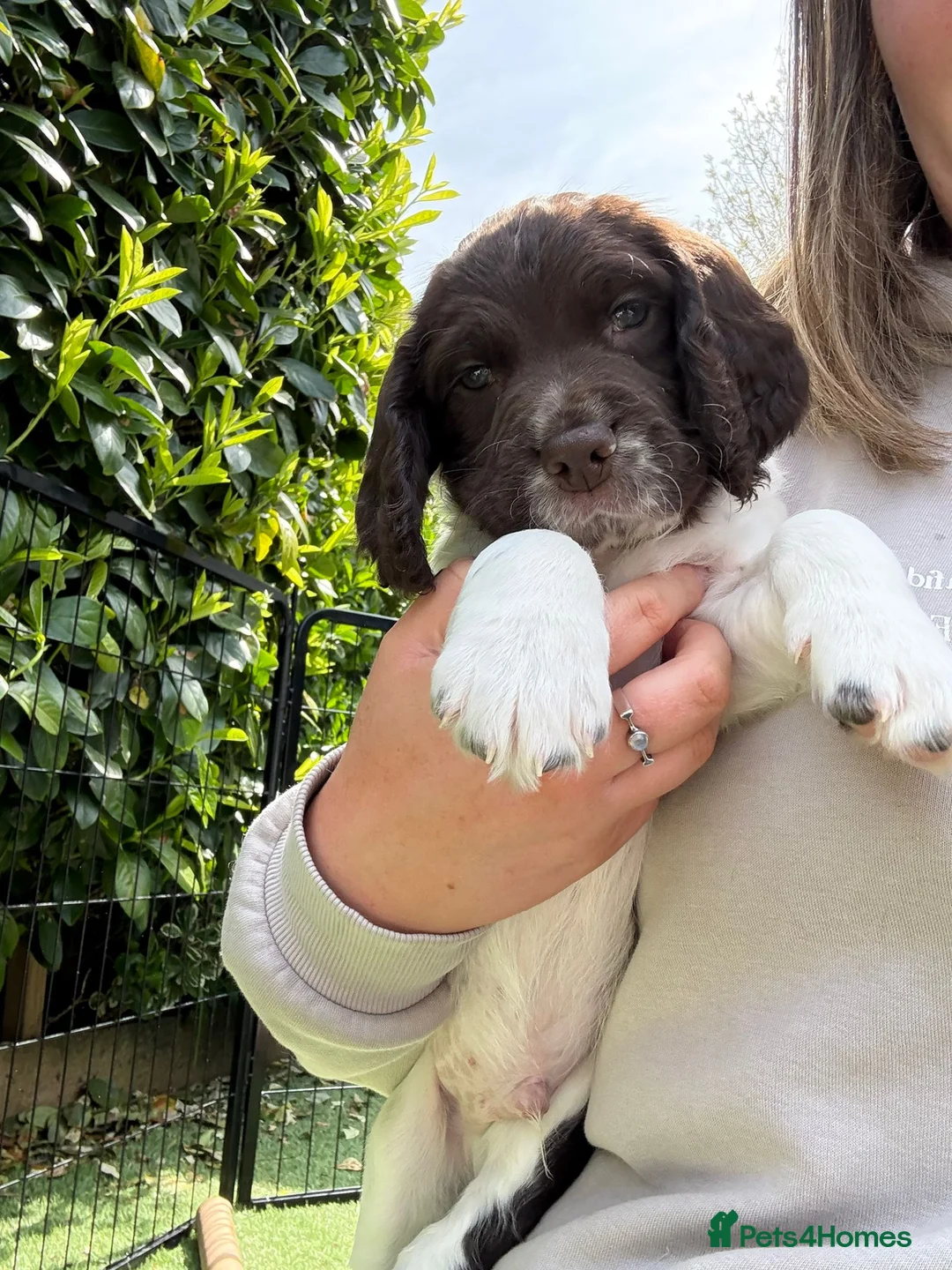 English Springer Spaniel dogs for sale: Lovely English springer spainels for sale! - Advert 2
