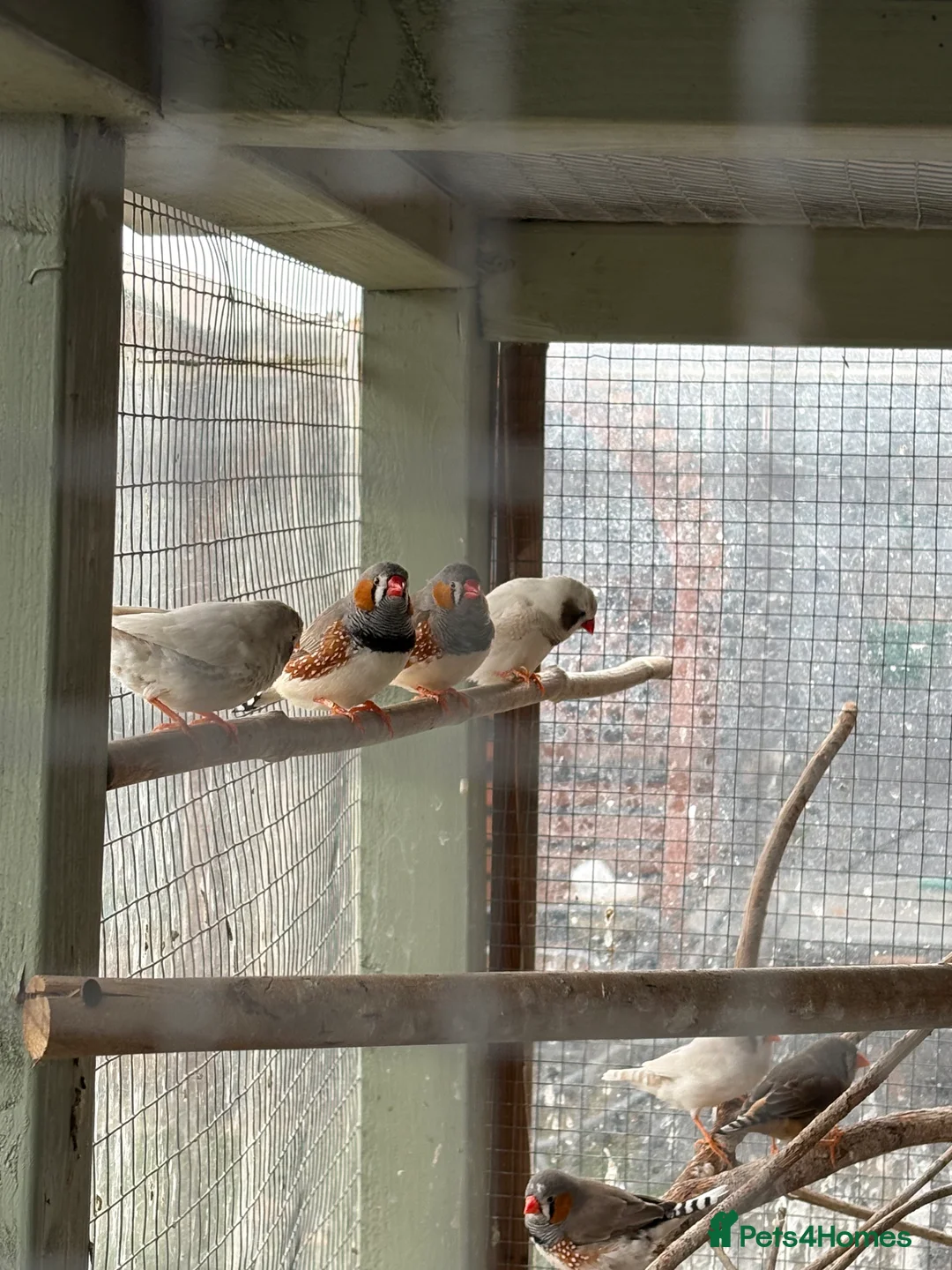 Finches birds for sale: Zebra finches  in Middlesbrough - Advert 4