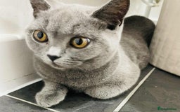 British Shorthair cats for sale: GCCF active British Shorthair female - Image 4