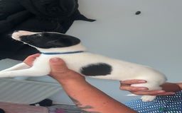 Lurcher dogs for sale: Lurcher - Image 4