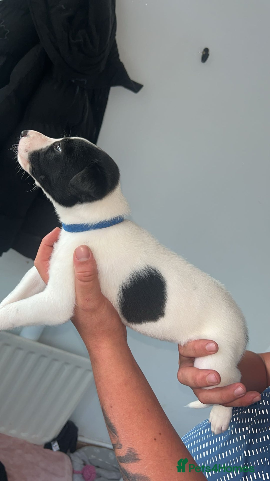 Lurcher dogs for sale: Lurcher - Image 4