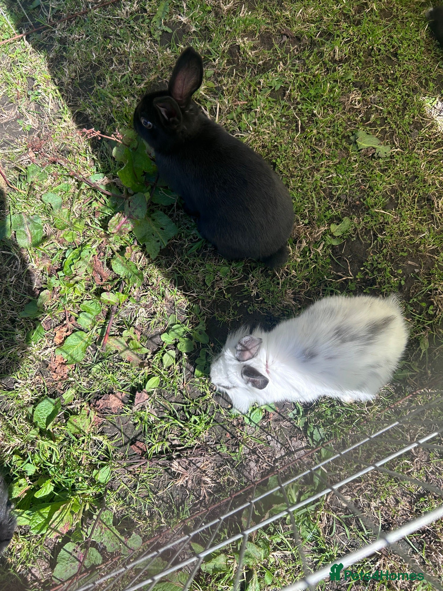Mixed Breed rabbits Lionhead cross babys - Advert 2