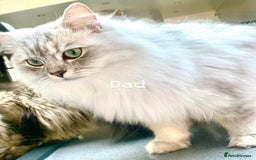 Siamese cats for sale: BEAUTIFUL LYNX POINT SIAMESE GIRL - Image 5