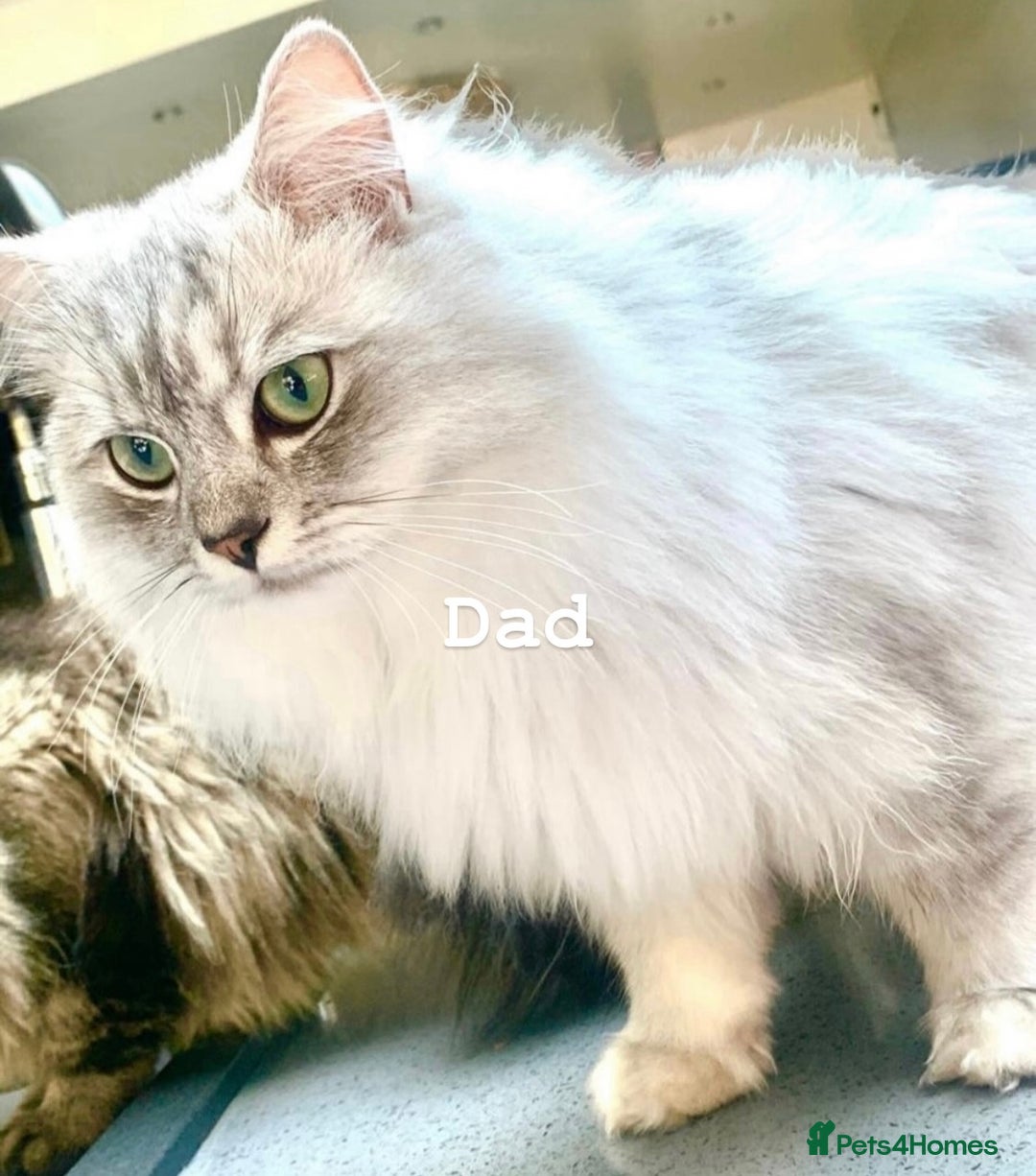 Siamese cats for sale: BEAUTIFUL LYNX POINT SIAMESE GIRL - Image 5