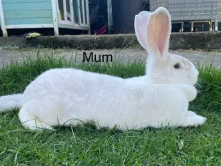 Continental Giant rabbits 💙new litter of pure bred continental giant 💙 - Advert 18