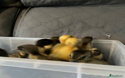 Ducks poultry for sale: Indian runner ducklings - Image 18