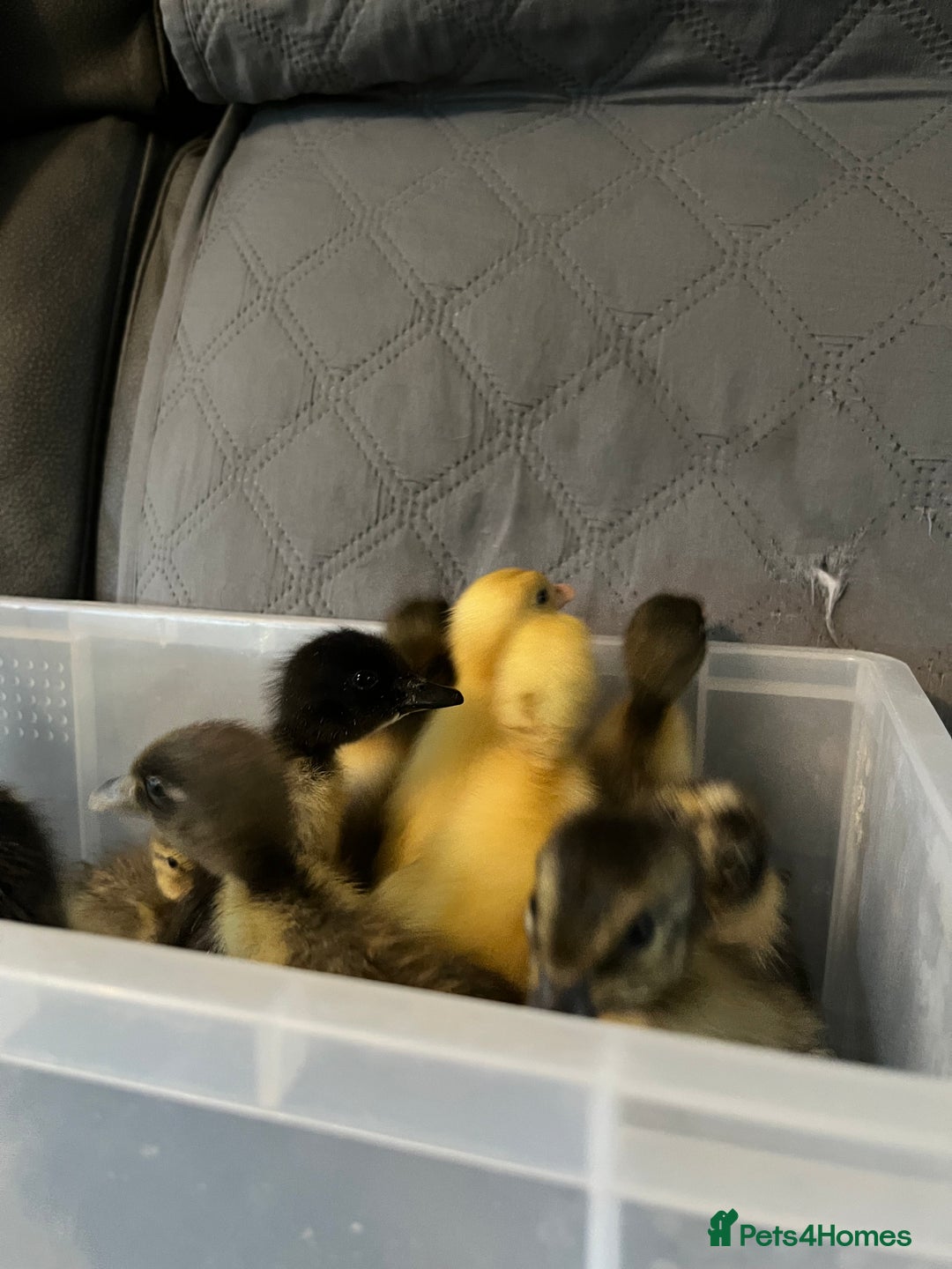 Ducks poultry for sale: Indian runner ducklings - Image 18