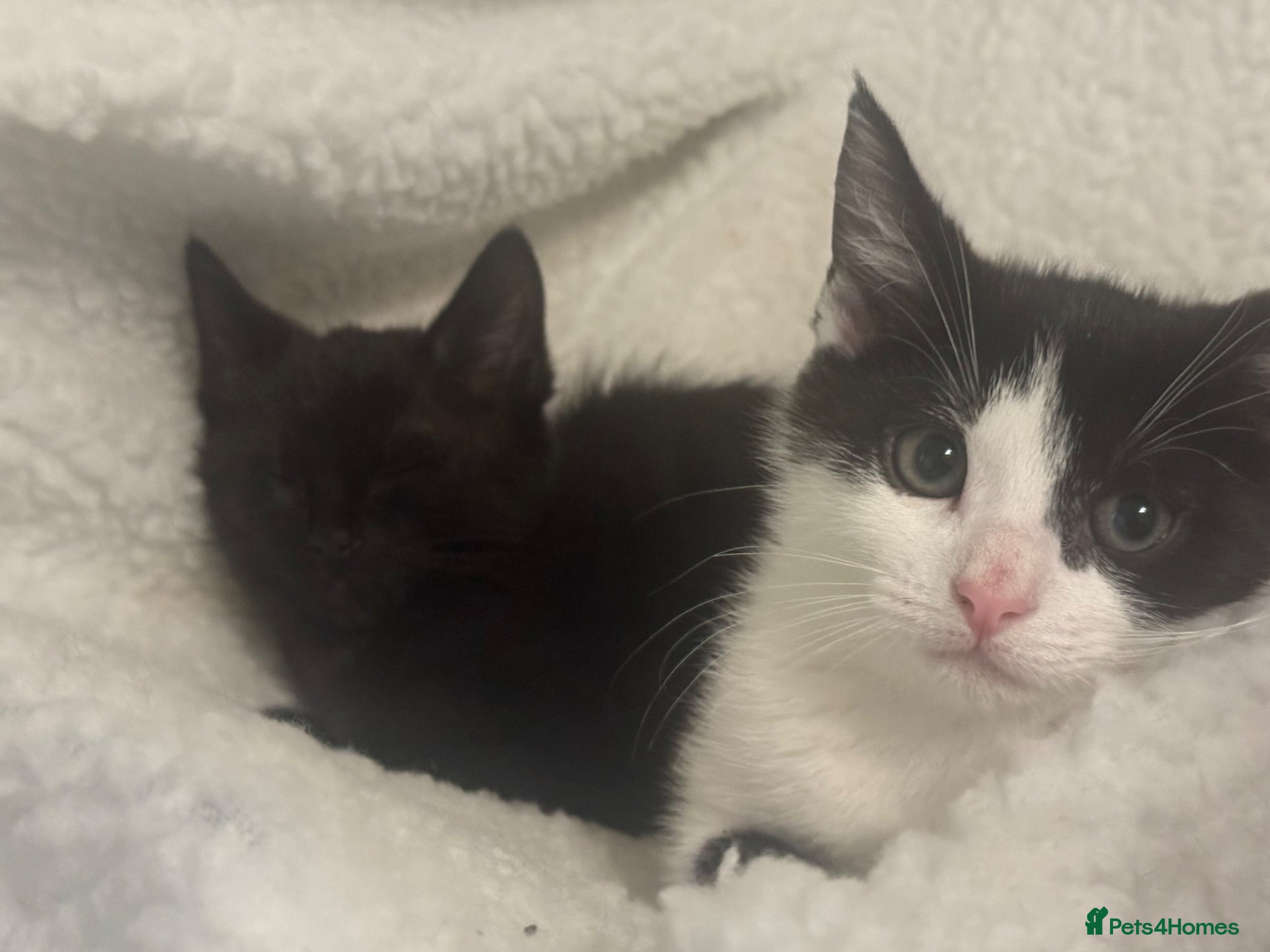 Mixed Breed cats for sale: 4 kittens For sale | £30 read description please  in Bolton - Advert 9