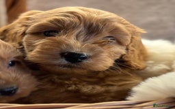 Cockapoo dogs for sale: Beautiful Cockapoo pups looking for forever homes in Treharris - Image 8