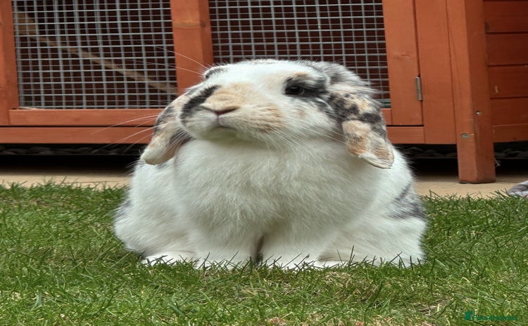 Mixed Breed rabbits Buns looking for new 🏡 - Advert 11