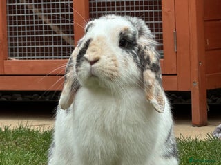 Mixed Breed rabbits Buns looking for new 🏡 - Advert 9