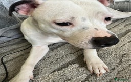 Staffordshire Bull Terrier dogs for sale: Beautiful Nearly 2 year old staff  - Image 5