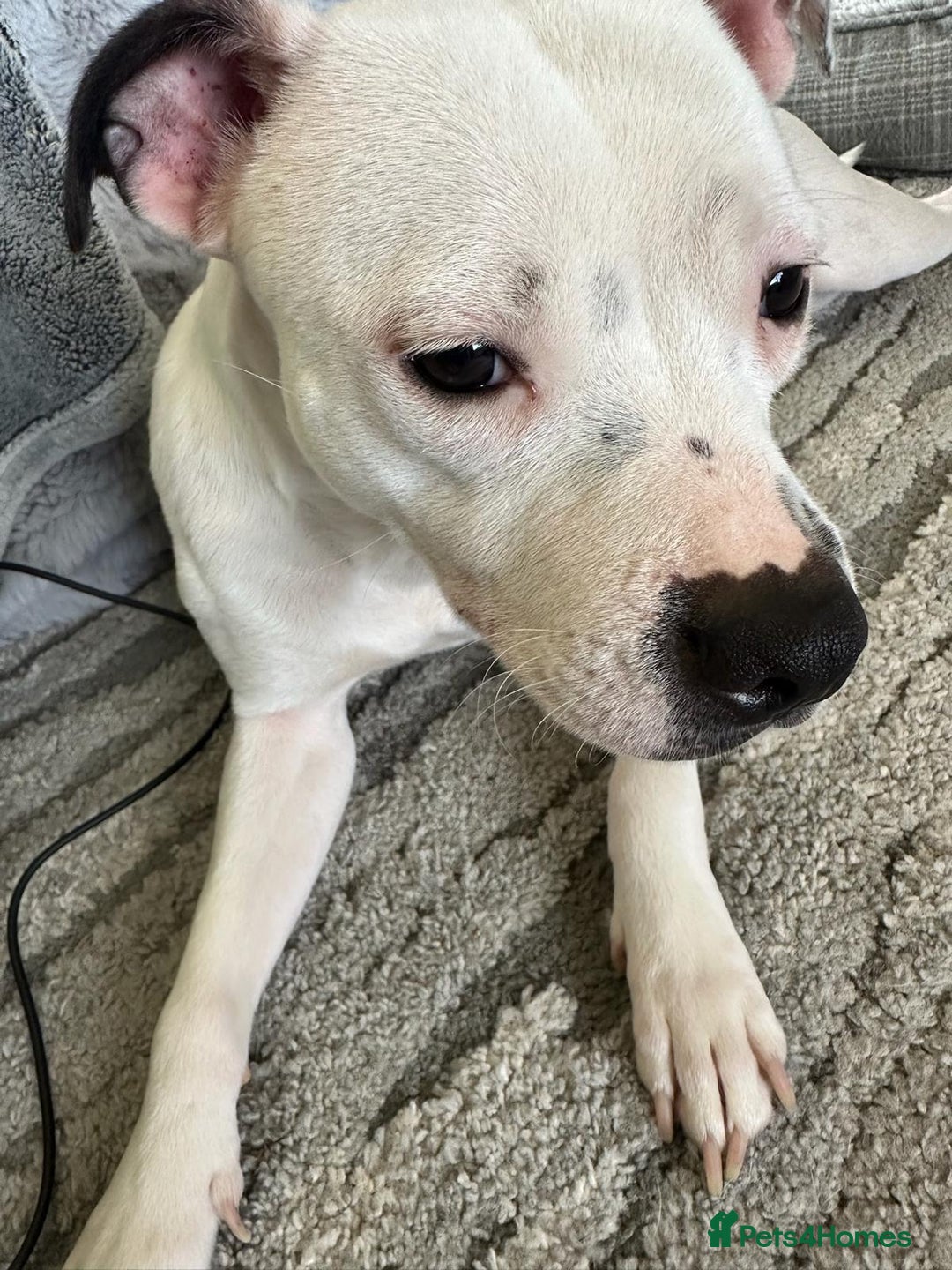 Staffordshire Bull Terrier dogs for sale: Beautiful Nearly 2 year old staff  - Image 5