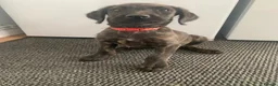Lurcher dogs for sale: Poodle/Saluki x lurcher puppies  - Advert 2